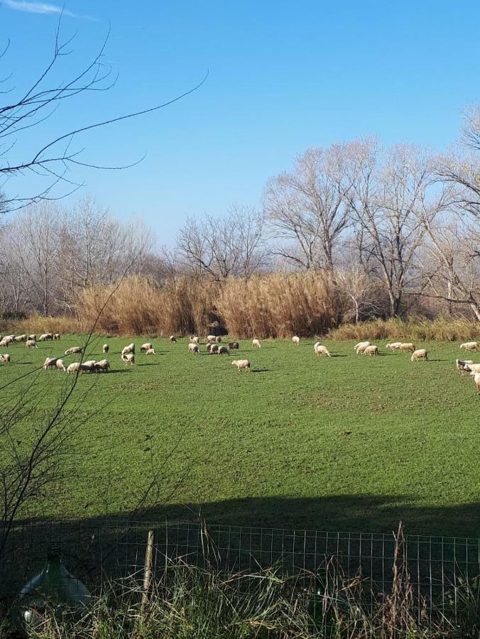 Gli olivi di piero Appartamento Grosseto Esterno foto