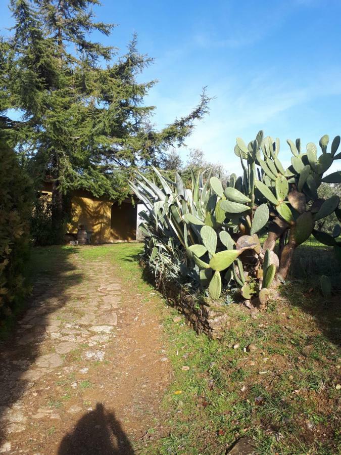 Gli olivi di piero Appartamento Grosseto Esterno foto